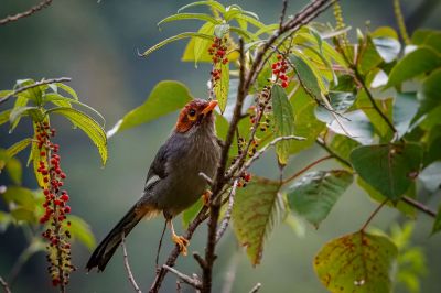 Spiegelhäherling / Chestnut-capped Laughingthrush - Spectacled Laughingthrush